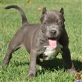 American Pit Bull